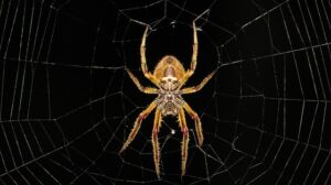 GUERIR DE SES PHOBIES