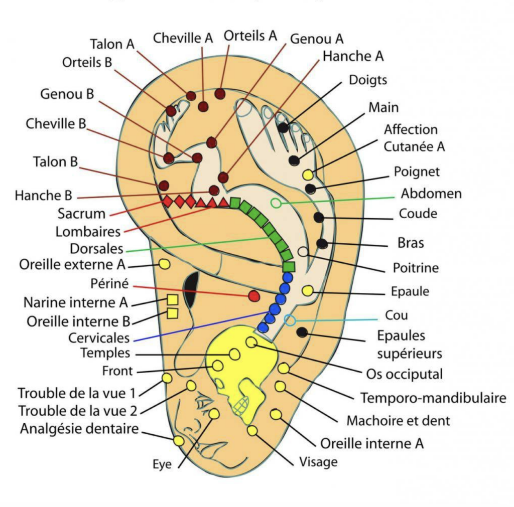 points d'auriculauthérapie